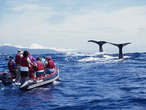 Whale Watching in the Azores: Best Time to Visit & What to Expect
