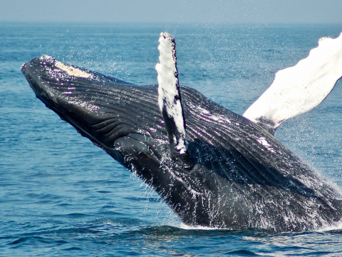 Whale and dolphin watching from São Miguel Island