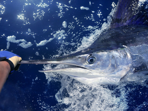 Big Game Fishing Tour