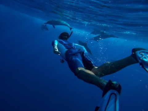 Swim with Dolphins