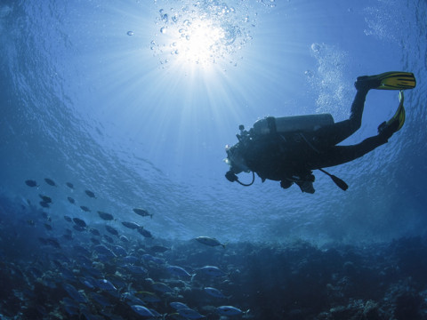 Sea Experience swim with dolphins and whale watching