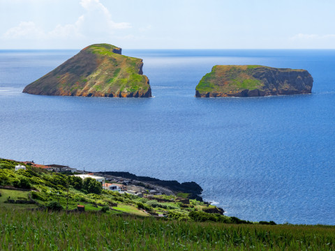 Whale and Dolphin watching Cabras islet