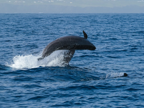 Whale Watching & Island Tour Sete Cidades with lunch