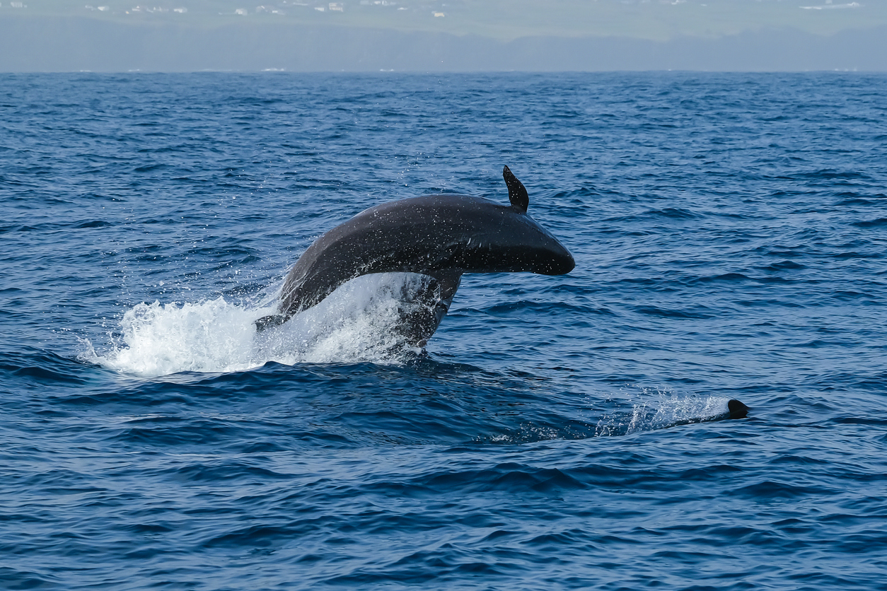 Image of Whale and Dolphin watching Cabras islet