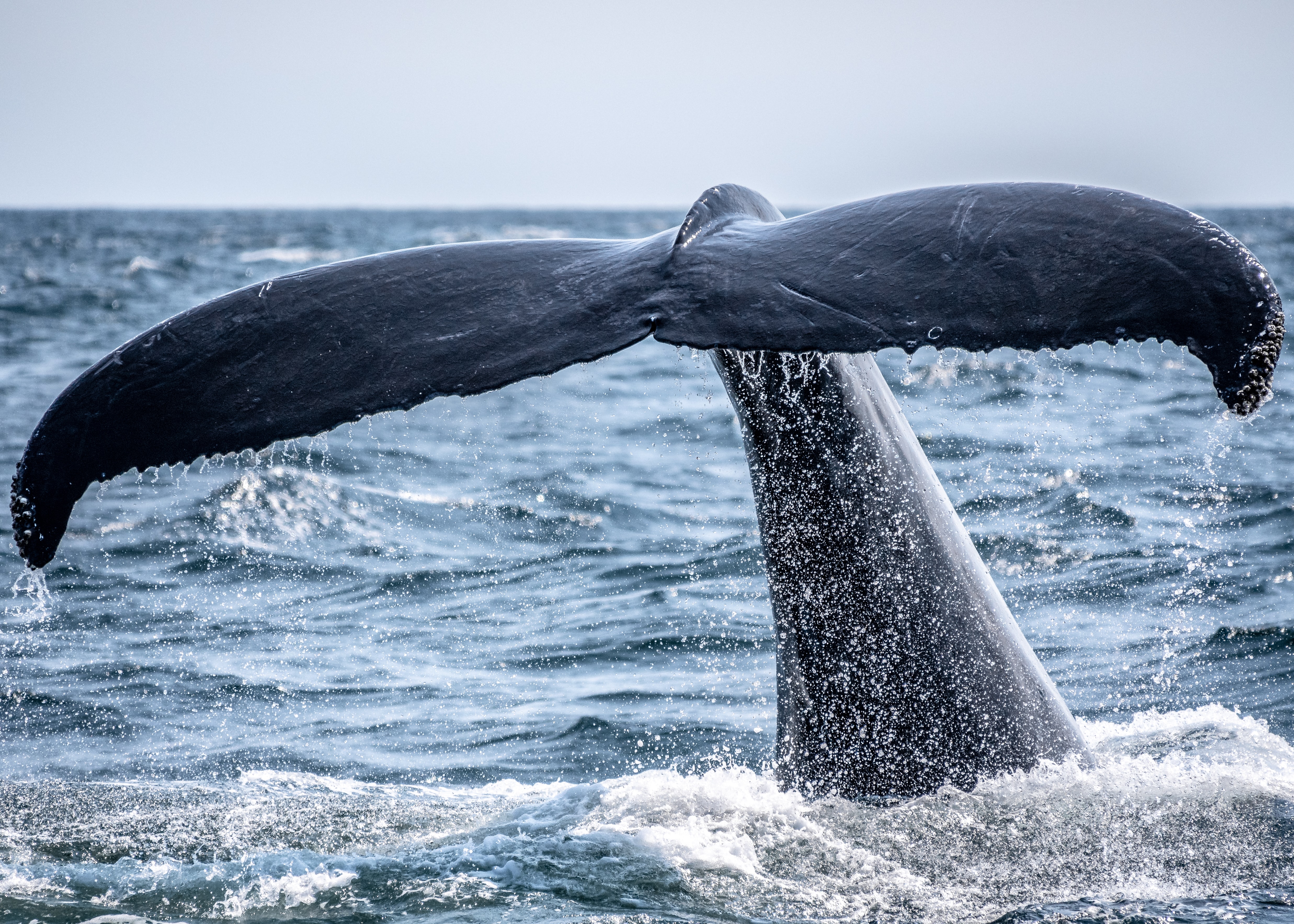 Image of Whale watching and Iset of Vila Franca do Campo