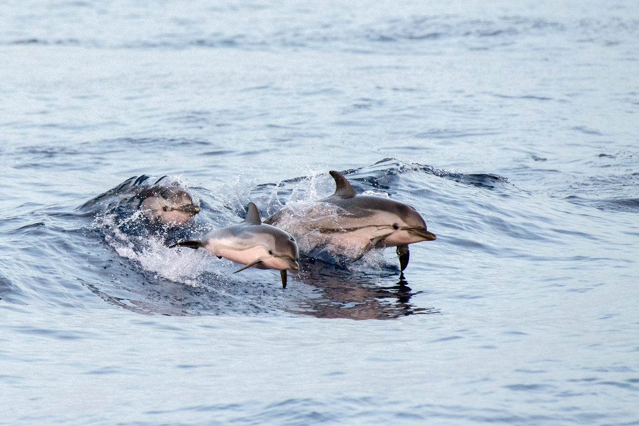 Image of Whale watching from Ponta Delgada