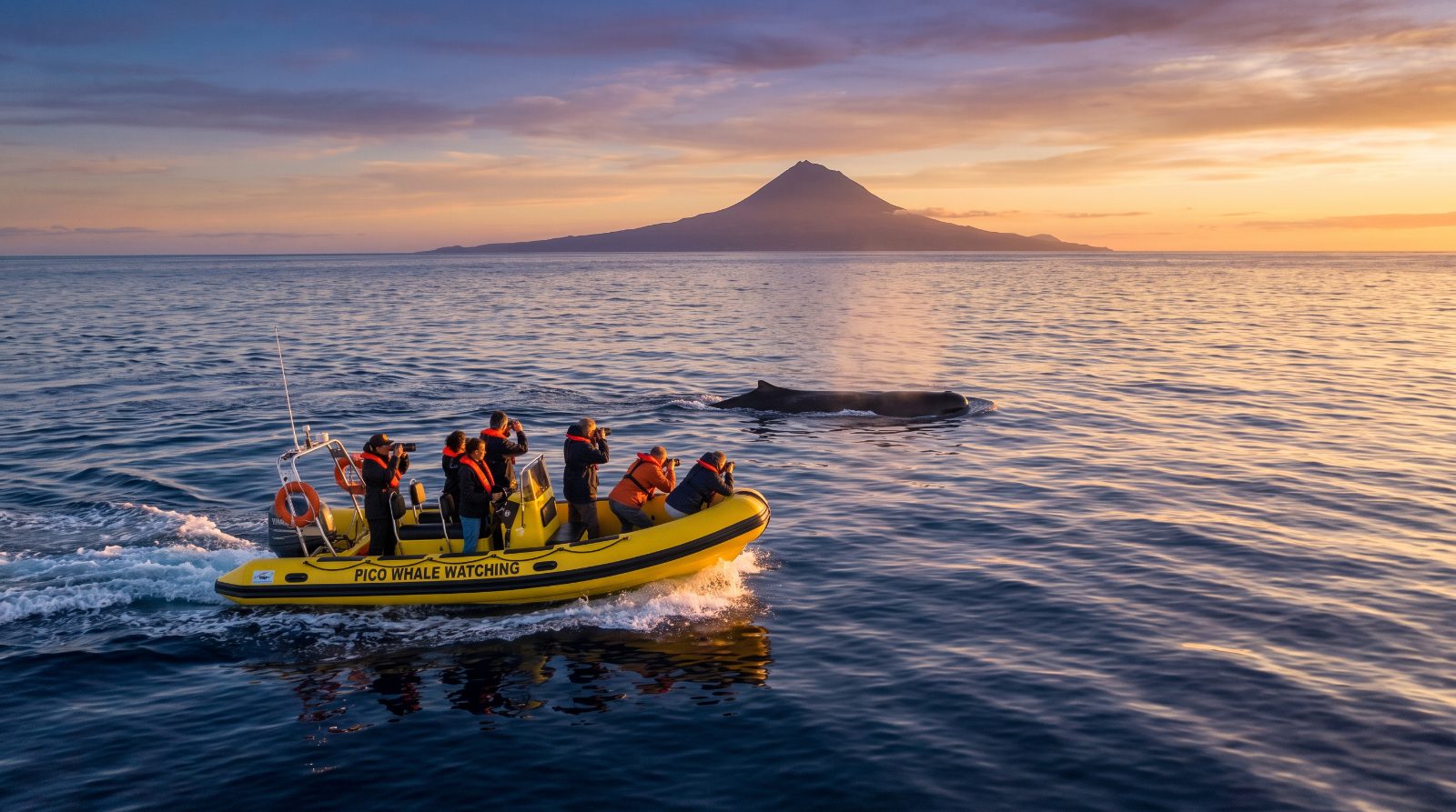Image of Pico Whale Watching