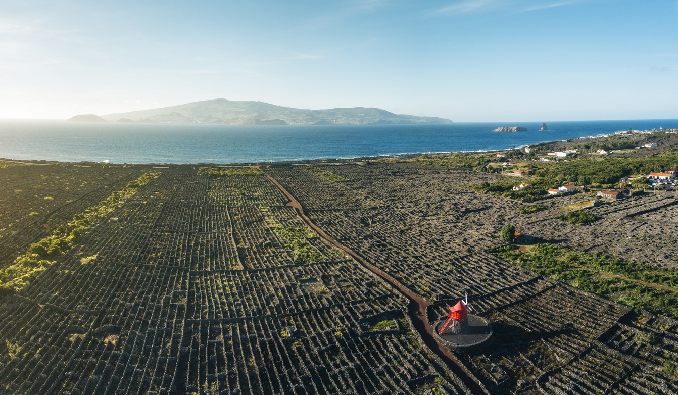 Image of Pico half day wine tour