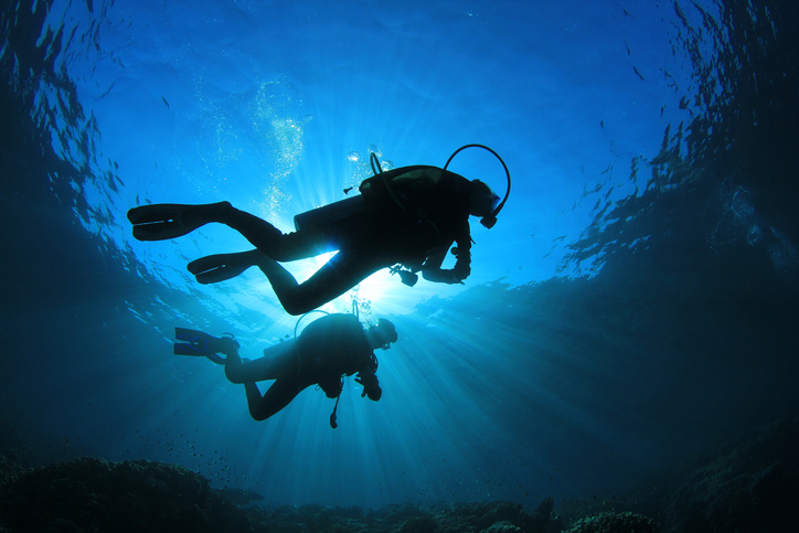 Image of Sea Experience swim with dolphins and whale watching